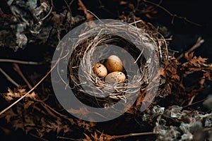 eggs in a nest with dry leaves on a dark background