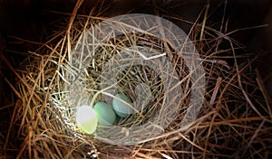 Eggs in nest with a glow