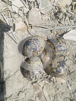 Eggs & Nest Of Red Wattled Lapwing