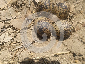 Eggs & Nest Of Red Wattled Lapwing