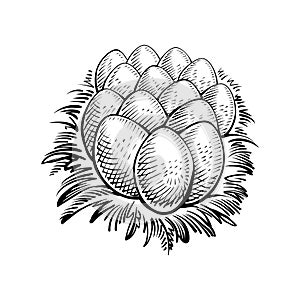 Eggs in the nest, vector illustration. Farm chicken egg, sketch in rustic engraving style.