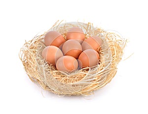 Eggs in a nest on white background.