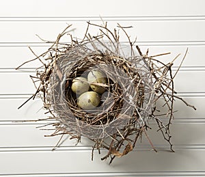 Eggs in Nest on Wood