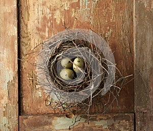 Eggs in Nest