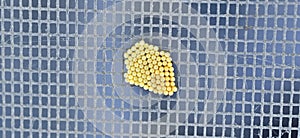 Eggs of Nezara viridula, commonly known as the southern green stink bug photo