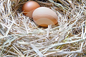 Chicken eggs in the ovary