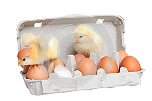 Eggs in the package with cute chick in move
