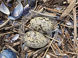 Eggs of Pied Oystercatcher