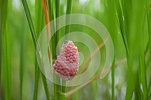 Eggs of Pomacea canaliculata