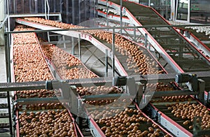 Eggs on a poultry factory