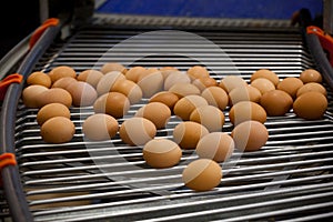 Eggs production line