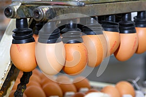 Eggs production line