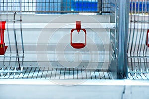 Eggs production line without eggs