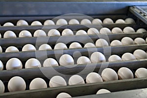 Eggs in a production line packing