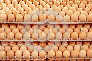 Lot of eggs on tray from breeders farm. photo