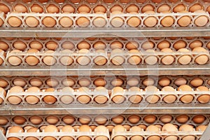 Lot of eggs on tray from breeders farm. photo