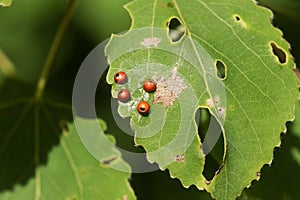 The eggs of a Puss Moth Caterpillar Cerura vinulais laid on an Aspen tree leaf Populus tremula.