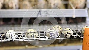 Eggs of quails in cages at poultry farm