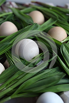 Eggs and Ramson on a table, wood garlic