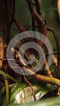 Eggs of a Red-eyed tree frog Agalychnis callidryas