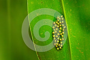 Eggs of Red-eyed Tree Frog, Agalychnis callidryas, Costa Rica. Beautiful frog from tropical forest. Jungle animal on the green
