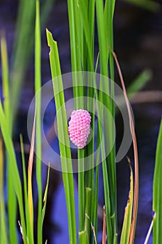 Eggs of shellfish, Golden Apple Snail