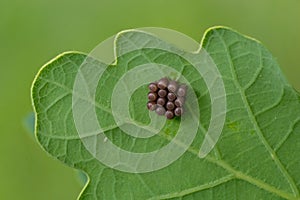 Eggs of shield bug in the family Pentatomidae on a leaf photo