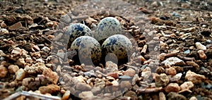 Eggs on soil about to fertilize