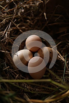 eggs in the spawn in the cage