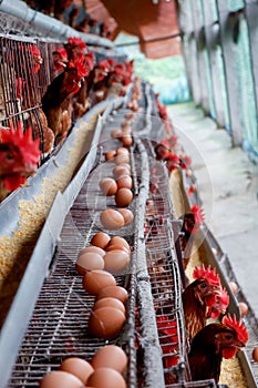 Eggs are stacking on the egg tray in the chicken farm