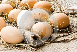 Eggs in the straw lie on sacking
