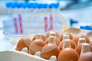 Eggs are tested in laboratory. Food quality control concept.