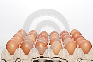 Eggs on white background