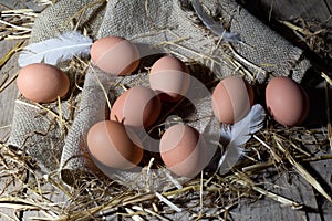 Eggs and White Feather on Jute and Hay