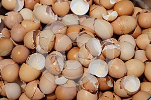 Eggshell