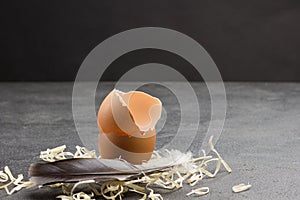 Eggshell and bird feather