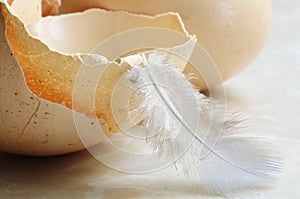 Eggshell and Chicken feather