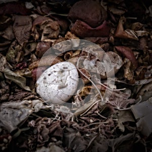 An eggshell on a Compost Heap