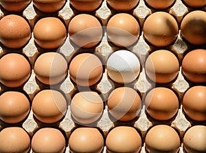 The eggshell contains brown eggshells