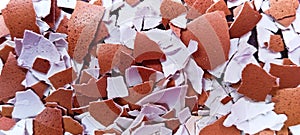 Eggshell fragments seen up close photo