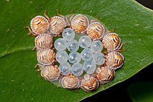 Eggshell with hatchlings of Yellow spotted Stink Bug or Yellow spotted shield bug