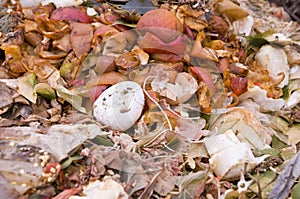 An eggshell in the kitchen waste