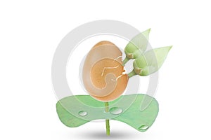 Eggshell, lotus flowers and lotus leaf with droplet isolated on white background