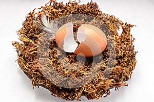 Eggshell in the nest