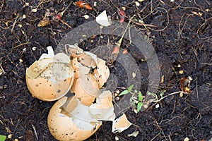 Eggshell placed on cultivated soil