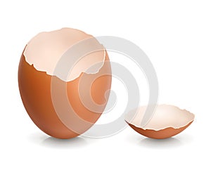 Eggshell vector illustration