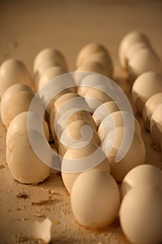 Eggshells photo