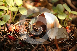 EGGSHELLS ON A COMPOST HEAP