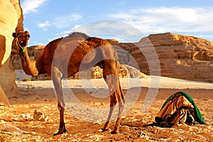 Egipt Desert photo
