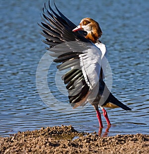 Egiptian Goose